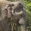 Sri Lankan elephant (Elephas maximus maximus) male head