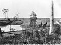 StateLibQld 2 395693 Dam and canefields, Oakwood Sugar Mill, Bundaberg, Queensland, 1909