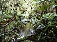 Stewart Island Fern Gully.jpg