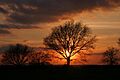 Sunset over Galleywood Common - geograph.org.uk - 46431