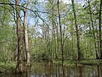 A hardwood swamp.