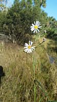 Symphyotrichum simmondsii 107676090