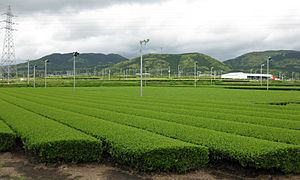 Tea Plantation in Nansatsu Plateau