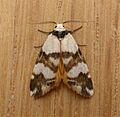 Thallarcha albicollis