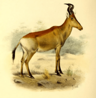 The book of antelopes (1894) Bubalis lichtensteini