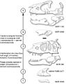 The growth series of Daspletosaurus horneri sp. nov., based on parsimony analysis