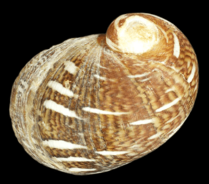 Theodoxus fluviatilis shell 7