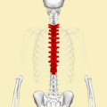 Thoracic vertebrae animation2