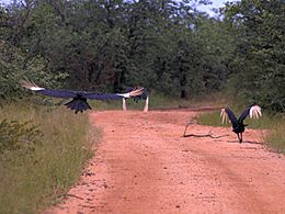 Three Southern Ground Hornbills in Flight