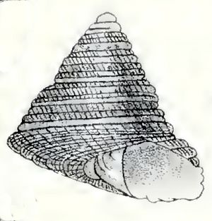 Trochus camelophorus 001.jpg