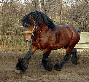 Trotting Belgian draft horse