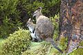 Wallabies-mother-and-son