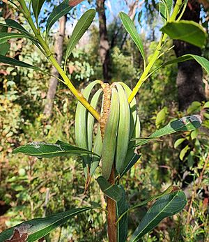 Waratah seeds gb 2022