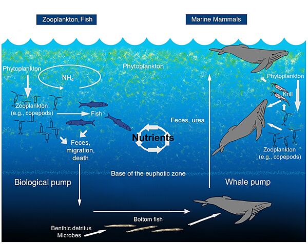 WhalePump