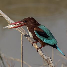 White-throated kingfisher (Halcyon smyrnensis fusca) 5