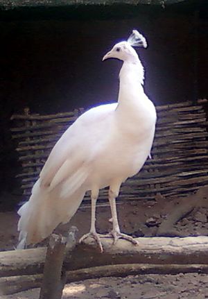 White Peafowl IGZoo Park Visakhapatnam