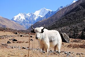 Yak in Langtang Valley