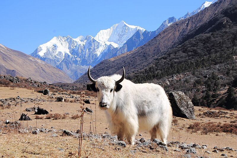 Yak in Langtang Valley
