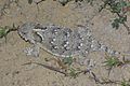 09-035 Horned Lizard (Phyrnosoma coronatum) (3481418737)