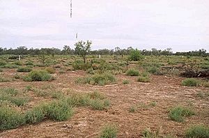 1732 - Brewarrina Aboriginal Mission Site (5053415b3).jpg