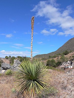 44. Dasylirion serratifolium Mitla MEX GK.jpg