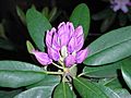A Rhododendron buds wp uf