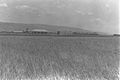 A VIEW OF KIBBUTZ MESSILOT IN THE BEIT SHEAN VALLEY. מראה כללי של קיבוץ מסילות בעמק בית שאן.