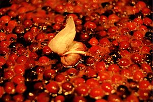 A bouquet garni (center) in cranberry sauce