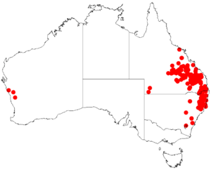 "Acacia blakei" occurrence data from Australasian Virtual Herbarium