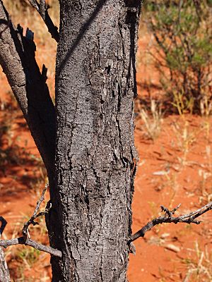 Acacia pruinocarpa bark