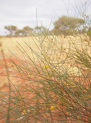 Acacia tenuissima foliage