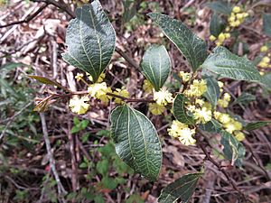 Acacia urophylla Dordagup Dordagup NP IX-2016