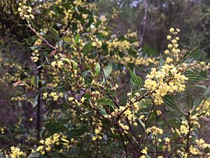 Acacia urophylla foliage and flowers