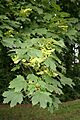 Acer platanoides 1aJPG