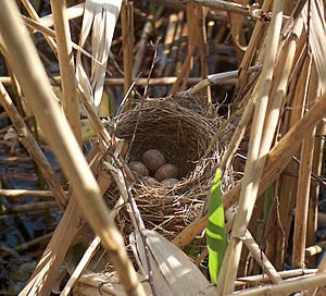 Acrocephalus arundinaceus nest