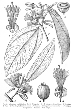 Alangium salviifolium Engler