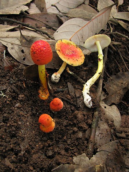 Amanita rubrovolvata 97093