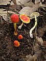 Amanita rubrovolvata 97093