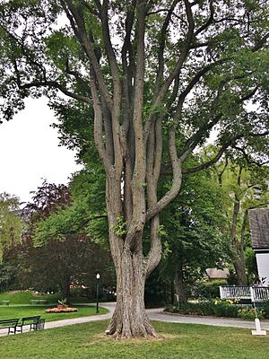 American Elm Tree in Halifax Public Gardens - August 2019 01