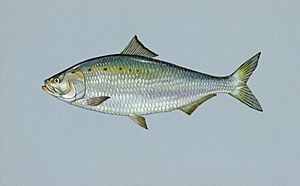 American shad fish alosa sapidissima