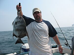 Atlantic Spadefish caught off of the coast of Virginia