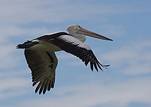 Australian Pelican (Pelecanus conspicillatus) - Flickr - Lip Kee (1)