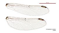 Austrogomphus cornutus female wings (34927848911)