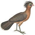 Avium Species Novae (Nothocrax urumutum)