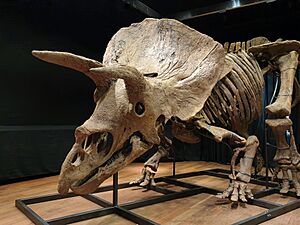 Big John triceratops sold at auction in Paris
