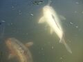 Big fish in the Will Rogers Memorial Park in Beverly Hills, California