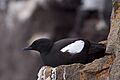 Black Guillemot Cepphus grylle