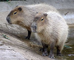 Bristol.zoo.capybara.arp