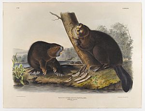 Brooklyn Museum - American Beaver - John J. Audubon