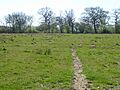 Bucknell Wood Meadows 7